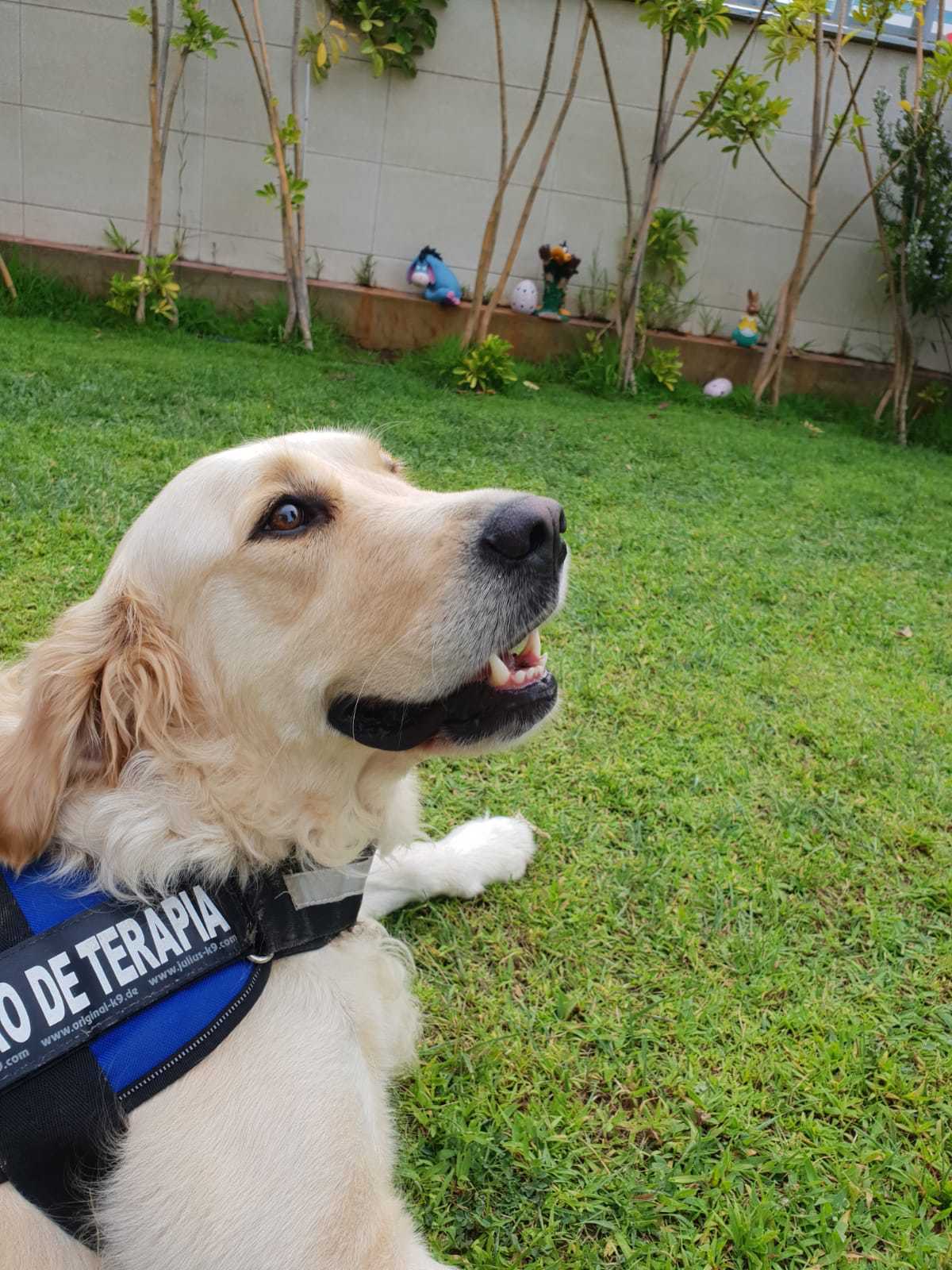 Actividades con perros de terapia